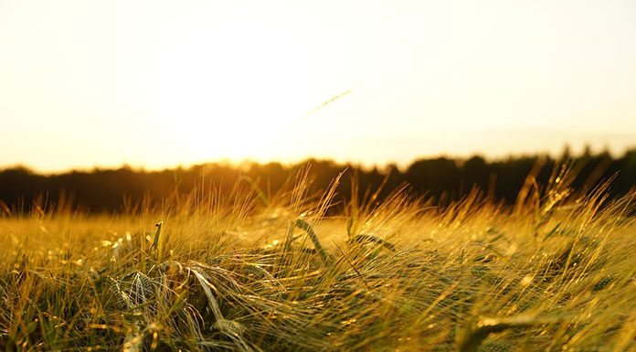 Skuteczna uprawa zbóż i walka z różnymi niekorzystnymi czynnikami