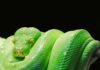 Co wybrać Python czy C#? Co wybrać Python czy C#?