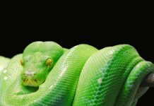 Jak uruchomić kod w Python?
