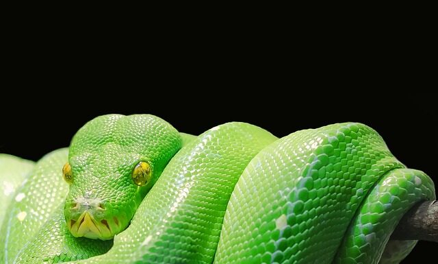 Czy Python ma przyszłość?